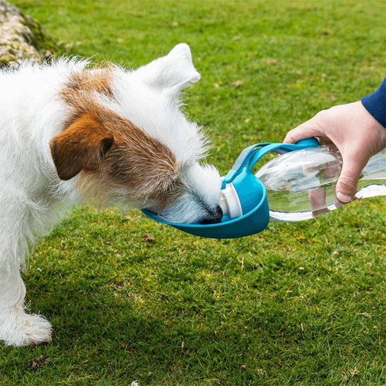 Gourde chien petit chien boit parc