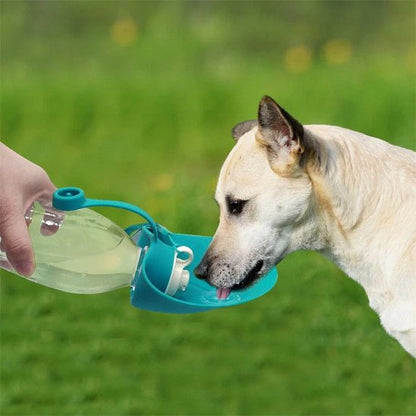 Gourde chien petit chien boit promenade