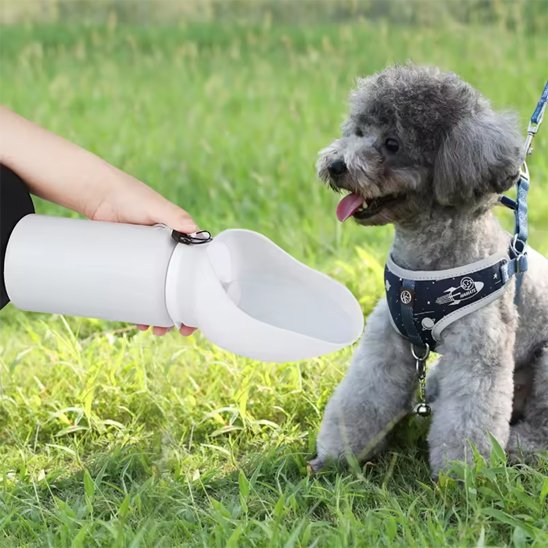 Gourde chien caniche en ballade qui attends sa ration d'eau