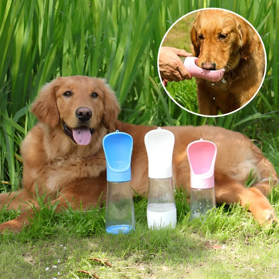 Gourde chien presentation produits avec golden au repos 