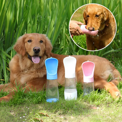 Gourde chien presentation produits avec golden au repos 