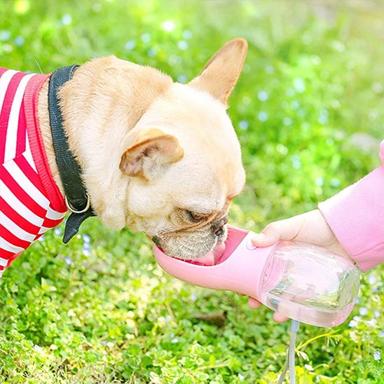 Gourde pour chien chiwawa rose