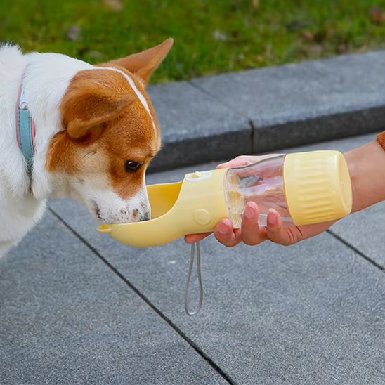 Gourde pour chien king charles  jaune