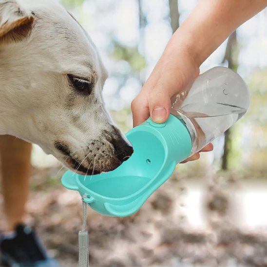 Gourde pour chien​ moyen chien qui boit dans sa gourde turquoise