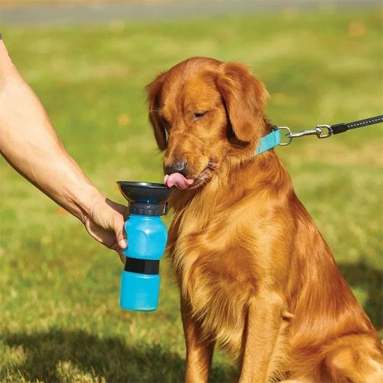 Gourde pour chien​ un golden retriever boit dans sa gourde bleu