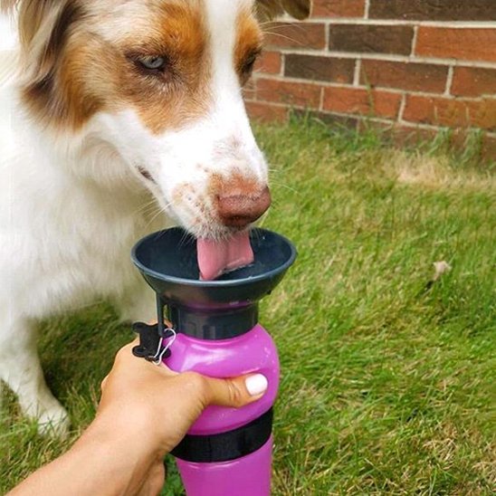 Gourde pour chien​ il boit directement couleur rose