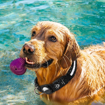GPSFido chien dans piscine avec collier GPS pour chien