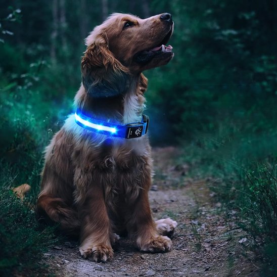 GPSFido chien sentier avec collier GPS pour chien