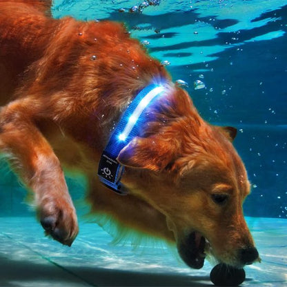 GPSFido chien sous l'eau avec collier GPS pour chien
