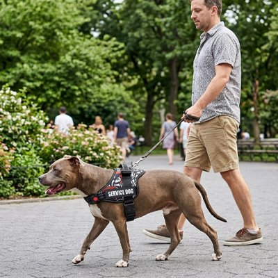 Harnais chien Chic promenade