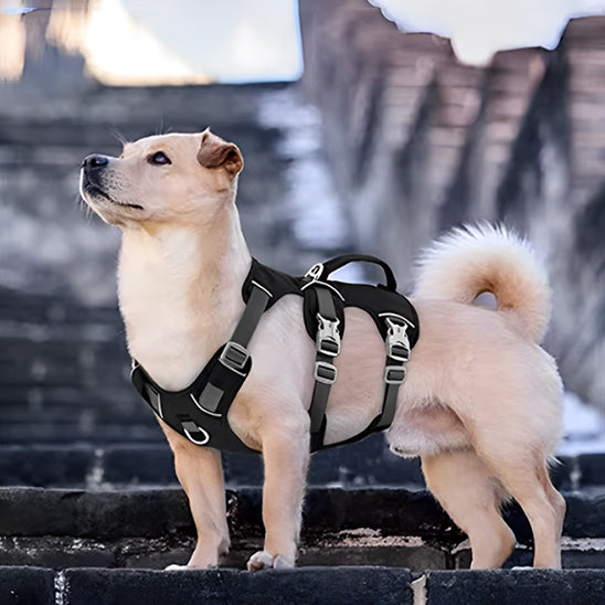 Harnais chien o-Secure sur petit chien blond