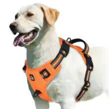  Harnais chien sentier pro couleur orange