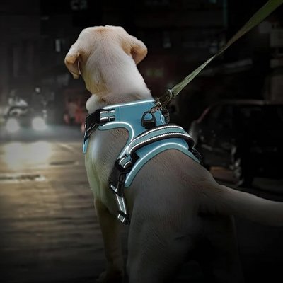 Harnais chien Sentier pro Turquoise nuit