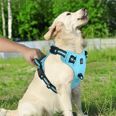 Harnais chien Sentier pro turquoise
