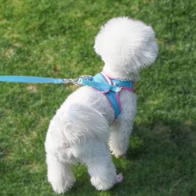 Harnais chiot caniche blanc bleu