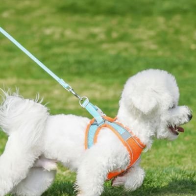 Harnais chiot caniche blanc orange bleu