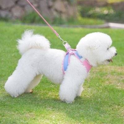 Harnais chiot caniche blanc 