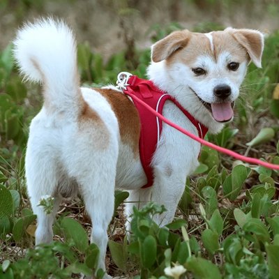 Harnais chiot petit chien blanc