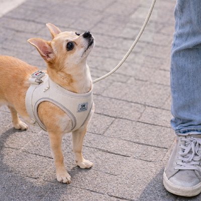 Harnais chiot petit chien produit