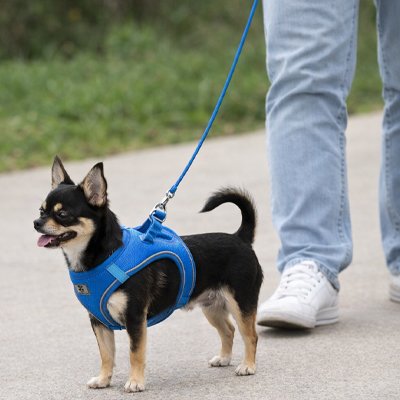 Harnais chiot pincher bleu