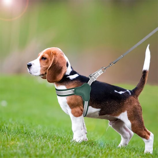 Harnais pour chien Beagle vert