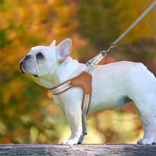 Harnais pour chien Bull terrier