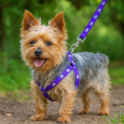 Harnais pour Chien Kit Debu-Zen chien terrier roux