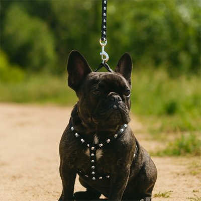 Harnais pour Chien kit Debu-Zen