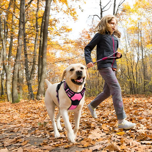 Harnais pour chien avec jeune en course dans un sentier