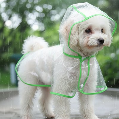 Imperméable petit chien​ caniche au sec