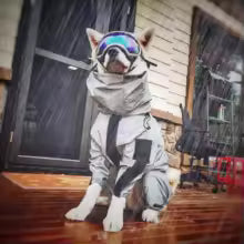 impermeble pour chien produit gris chien sous la pluie avec ses lunettes