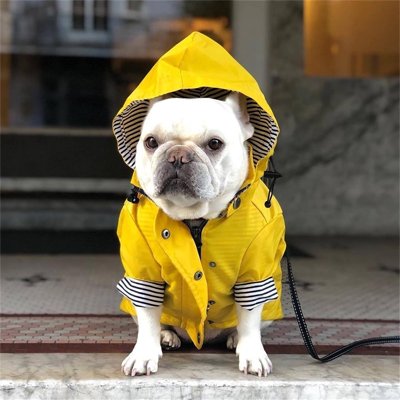 Imperméable pour chien​ capuchon jaune