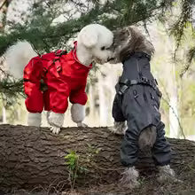 impermeable pour chien ultra chic deux chiens en exploration