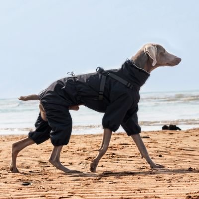 Imperméable pour chien​ Ultra Chic Levrier