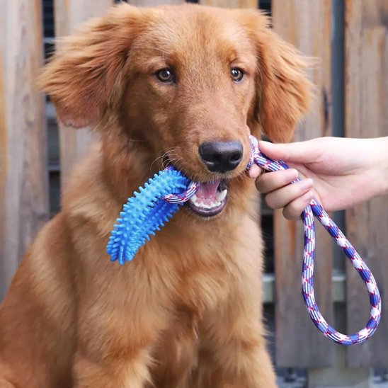 Jouet chien Corde-anneau bleu
