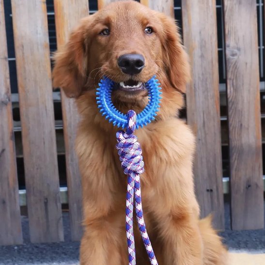 Jouet chien Corde-anneau golden bleu