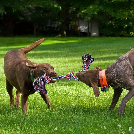 Jouet chien indestructible Cord-Action Parc