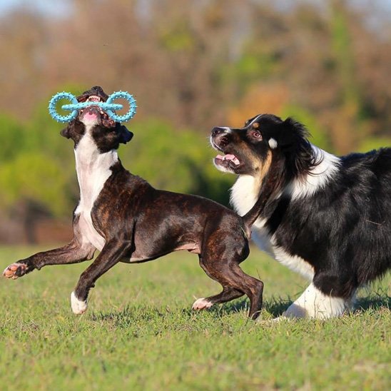 jouet chien indestructible Gym parc