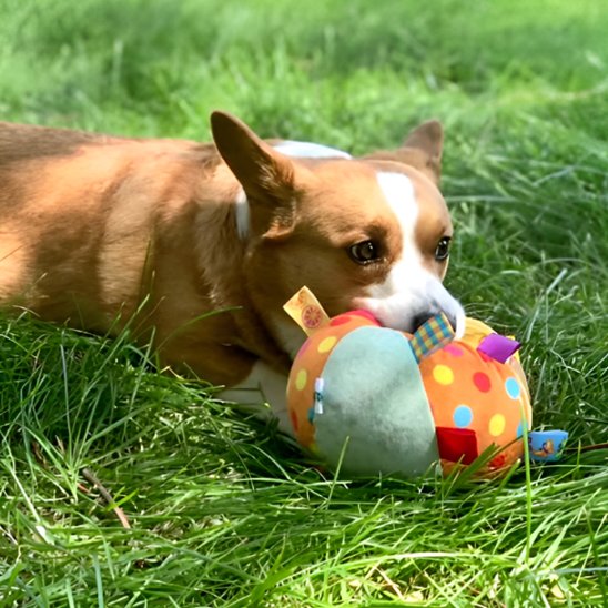 Jouet chien Inter-Actif jeu