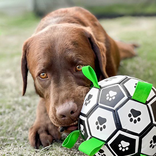 Jouet chien Inter-Actif Zen Labrador