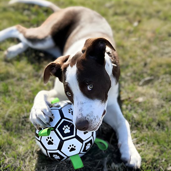 Jouet chien Inter-Actif Zen mordille
