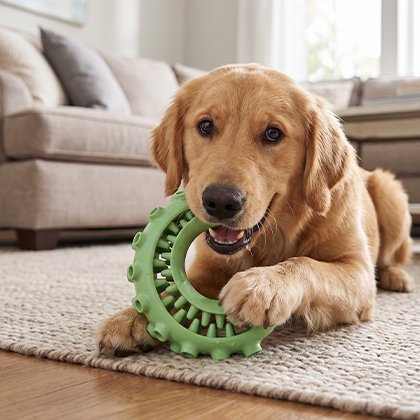 Jouet indestructible pour Chien Croc vert croc crocs