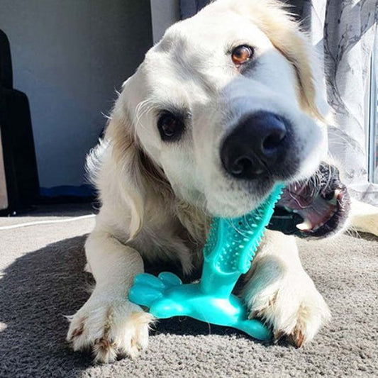 Jouet pour chien​ Patte turquoise