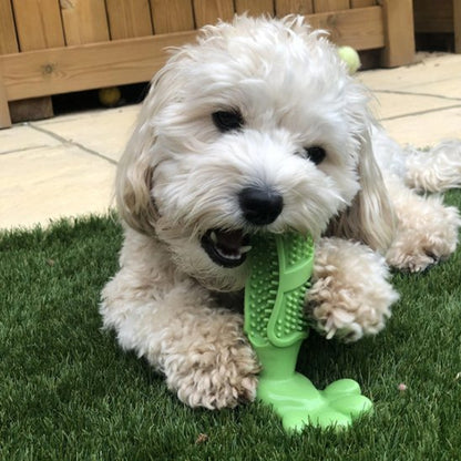 Jouet pour chien​ Patte vert caniche