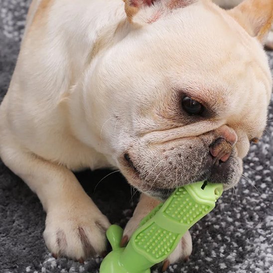 Jouet pour chien​ Patte vert mordillement