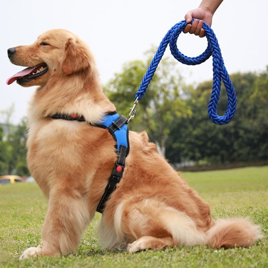 Laisse chien Maxi-Laisse bleu