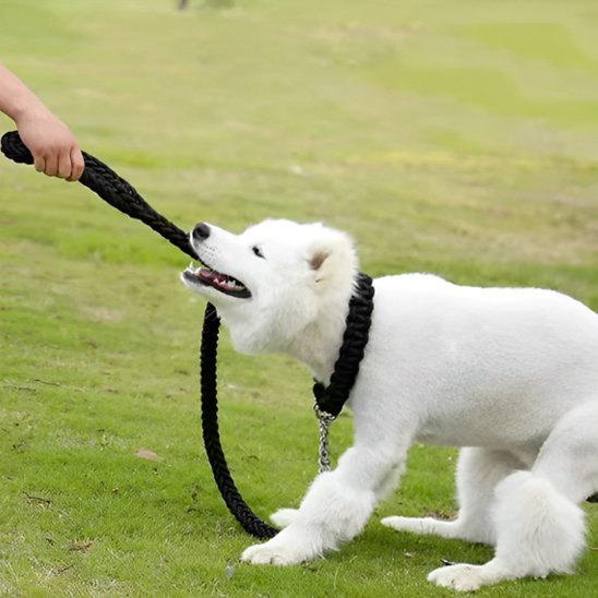 Laisse chien Maxi-Laisse chiot