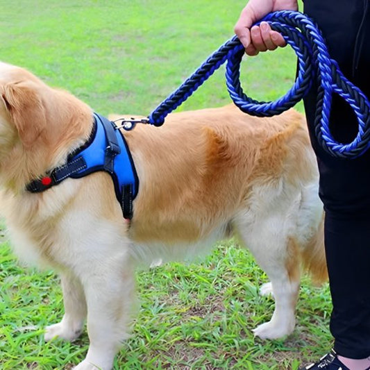Laisse chien Maxi-laisse golden bleu