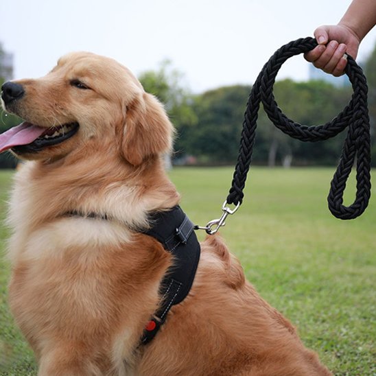 Laisse chien Maxi-Laisse golden