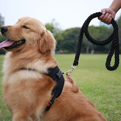 Laisse chien Maxi-Laisse golden